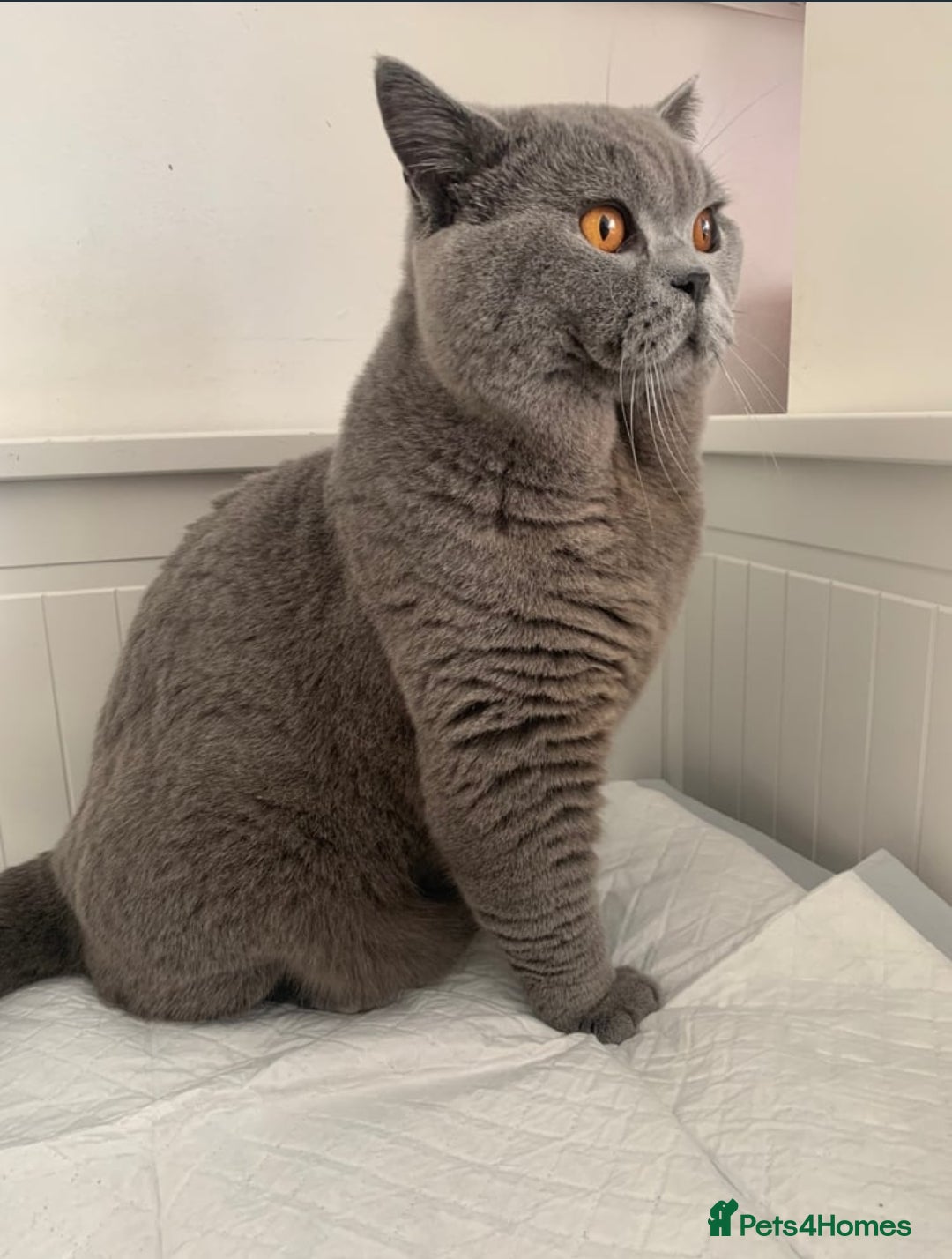 British Shorthair cats 3xB BIG BSH BOY 7kg - Advert 1