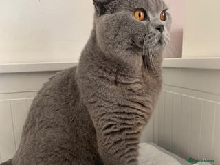 British Shorthair cats 3xB BIG BSH BOY 7kg - Advert 13