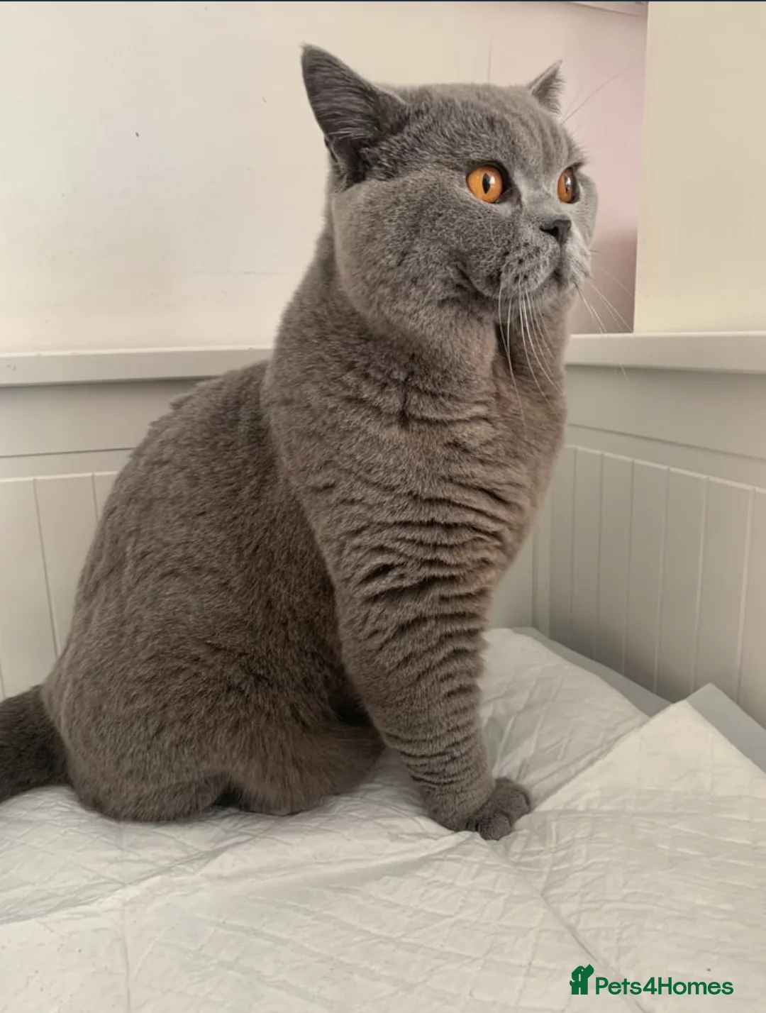 British Shorthair cats for stud: 3xB BIG BSH BOY 7kg - Advert 1