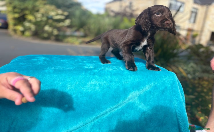 Cocker Spaniel dogs - Advert 1