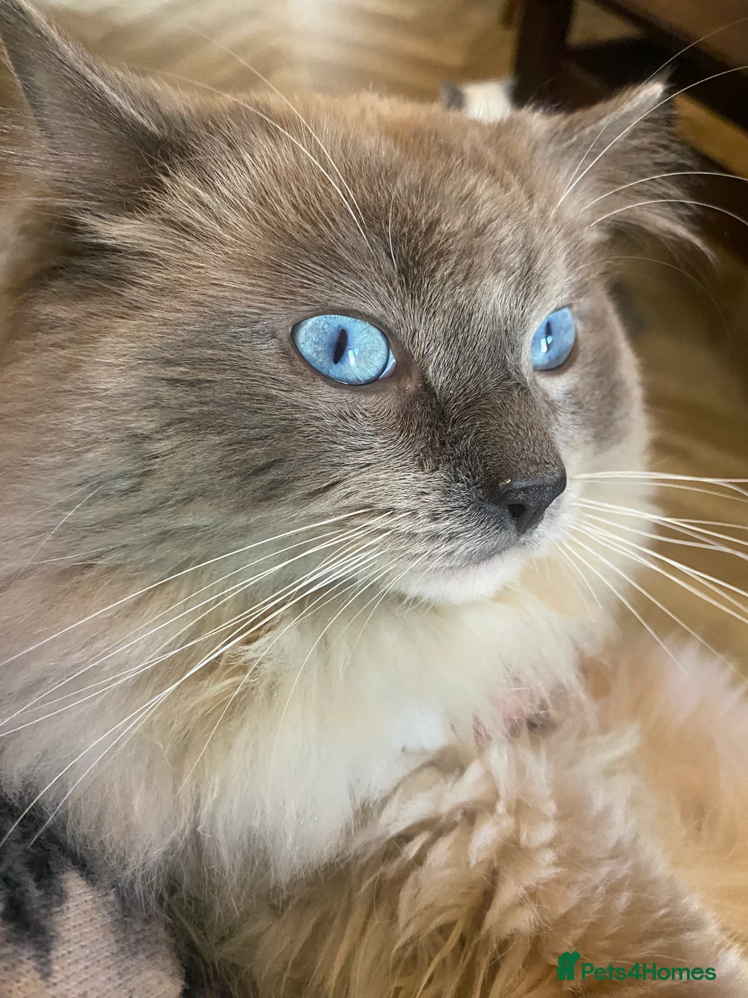 Ragdoll cats for stud: Ragdoll Male GCCF and TICA for stud duties - Advert 2