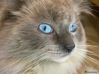 Ragdoll cats Ragdoll Male GCCF and TICA for stud duties - Advert 14