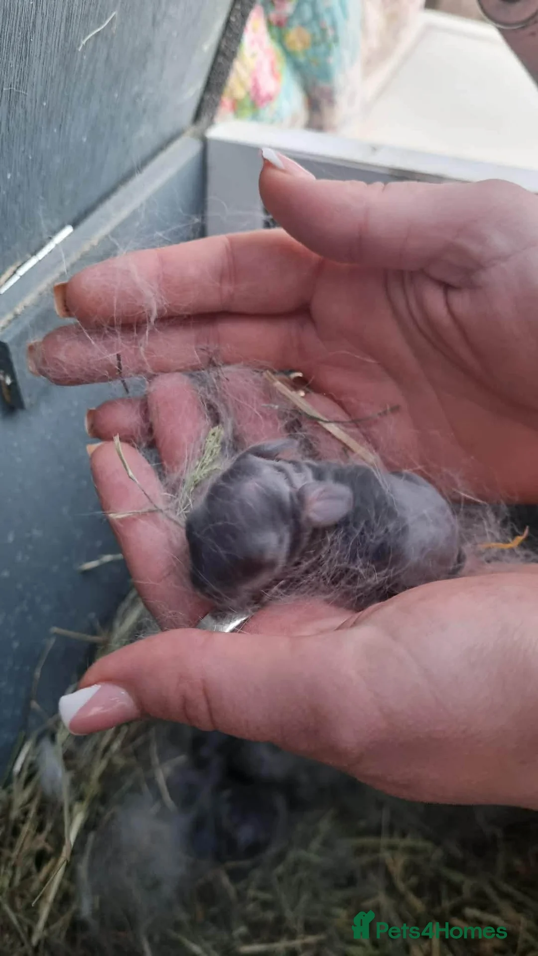 Mini Lop rabbits for sale: Lilac Blue Mini lop babies! 🐰 - Advert 2
