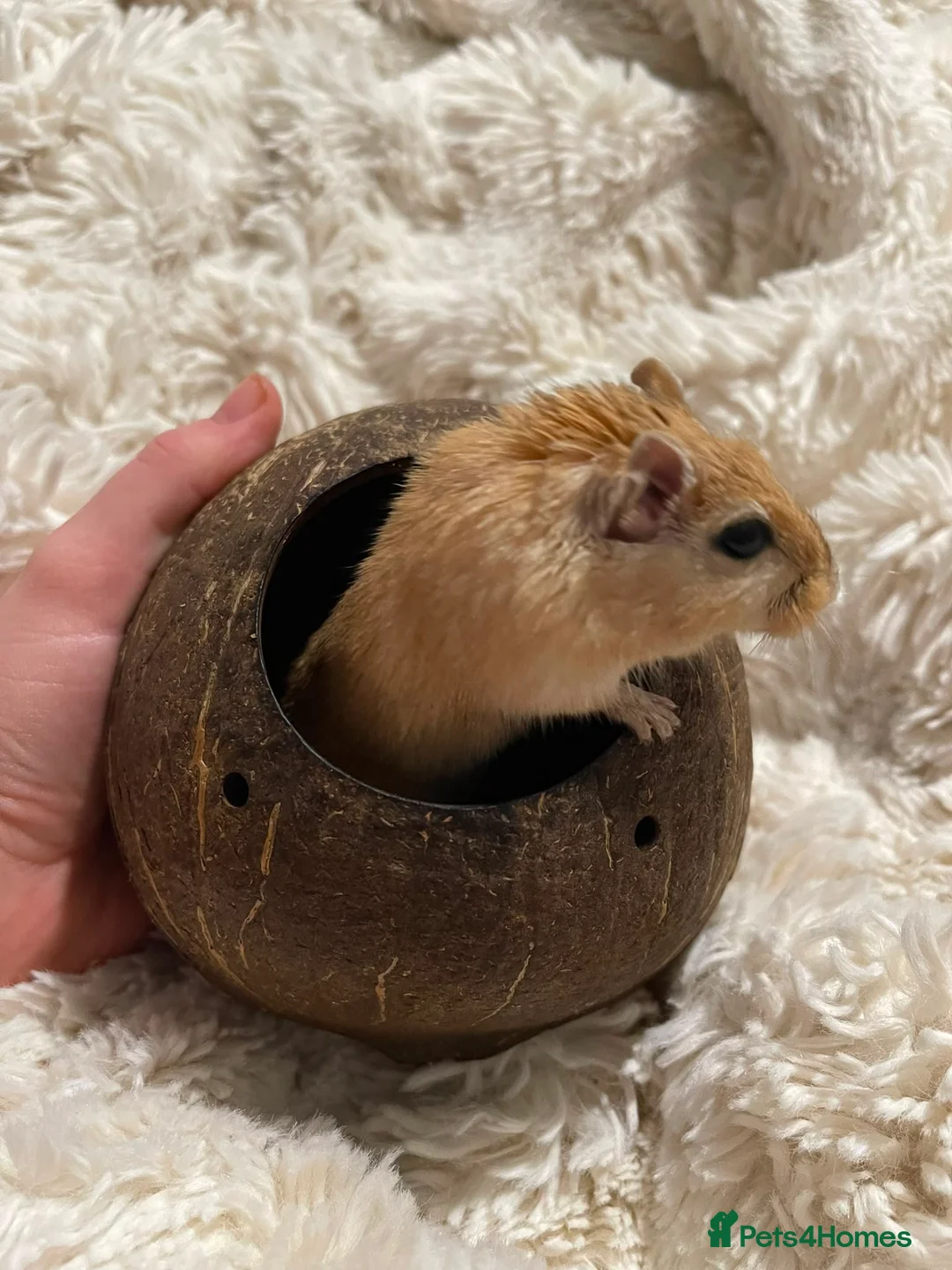 Gerbil rodents for sale: FREE male gerbils! - Advert 2