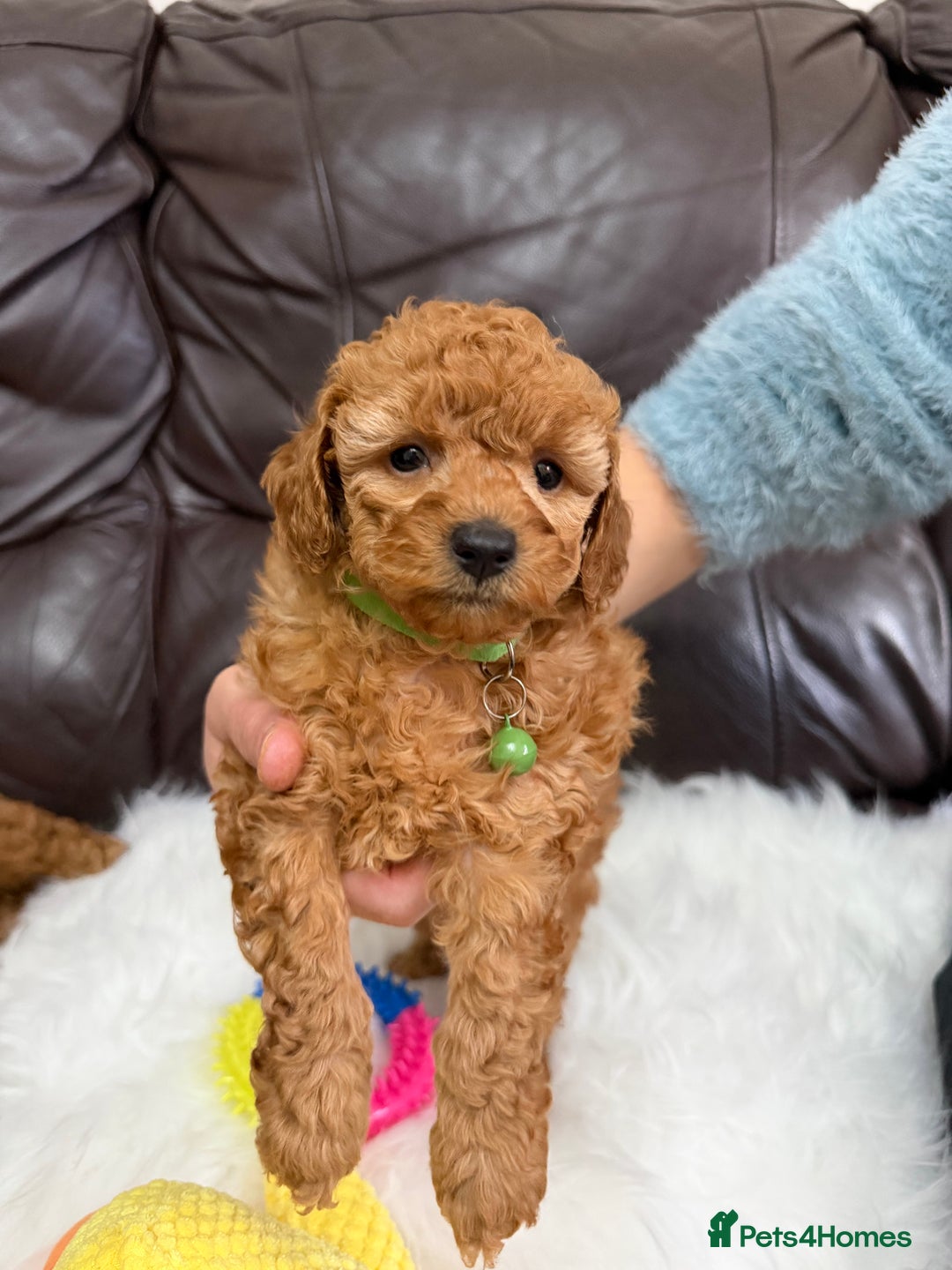 Toy Poodle dogs for sale: Gorgeous Fox Red Toy Poodle Females😍 - Image 25
