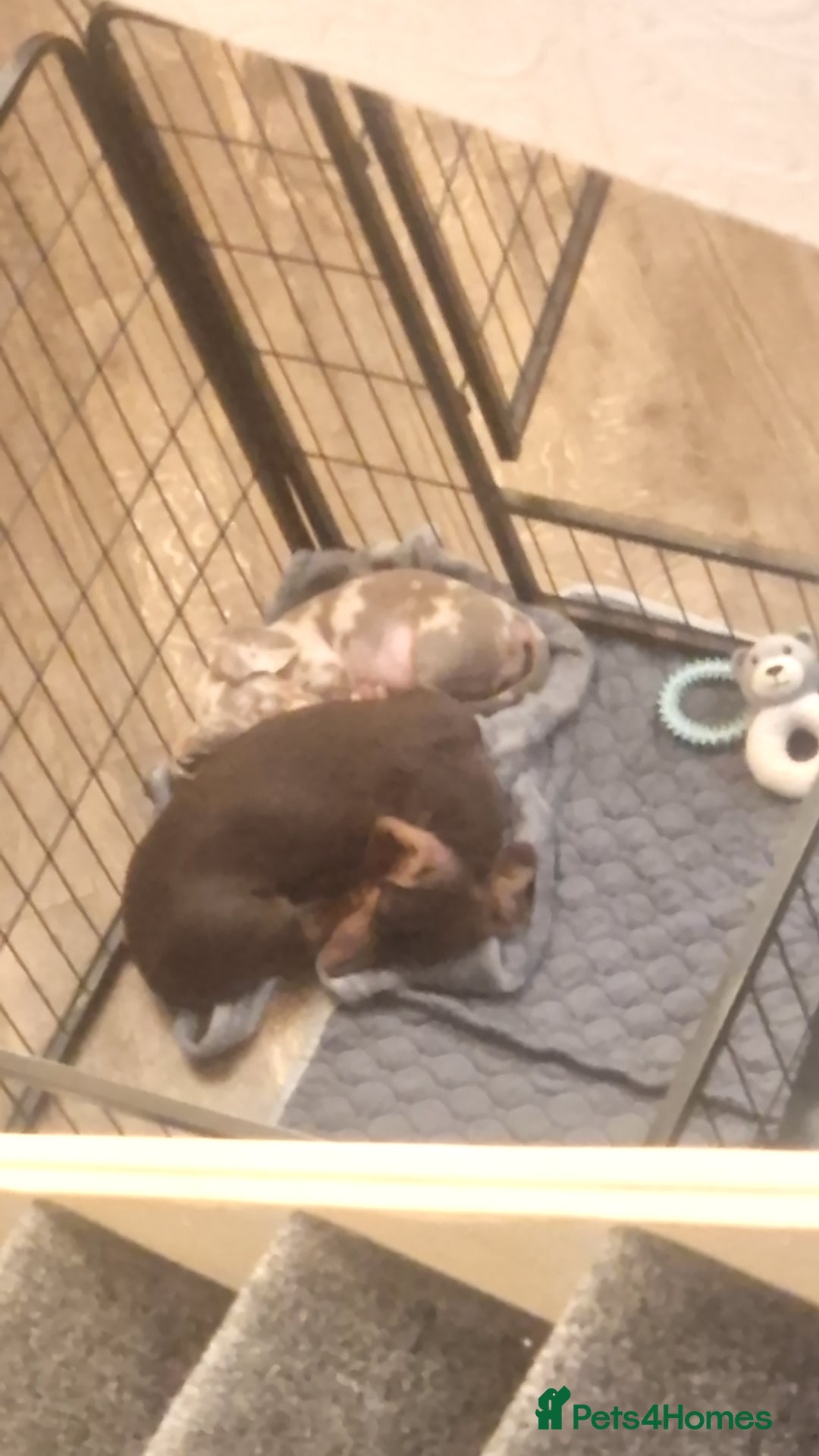 Miniature Dachshund dogs for sale: 10 week old miniature issabelle dapple female  - Image 2