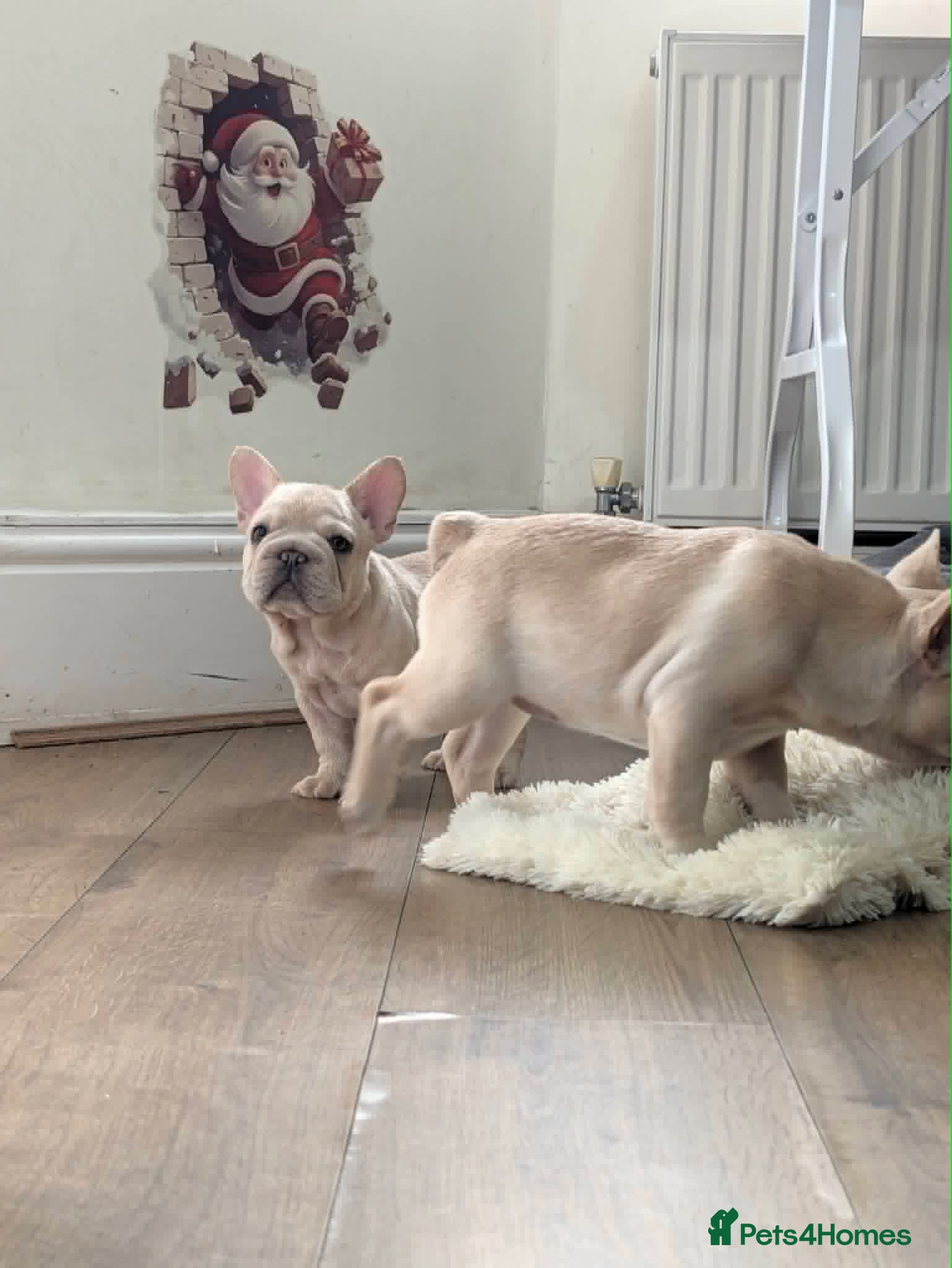 French Bulldog dogs  French bulldog puppies/Health Tested Parent - Advert 2