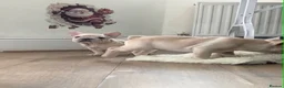 French Bulldog dogs for sale:  French bulldog puppies/Health Tested Parent - Advert 13