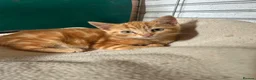 Mixed Breed cats for sale: Kittens for sale - Advert 6