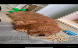 Cockapoo dogs for sale: 9 month old cockapoo  - Image 5