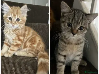 Mixed Breed cats Beautiful kittens - Advert 1