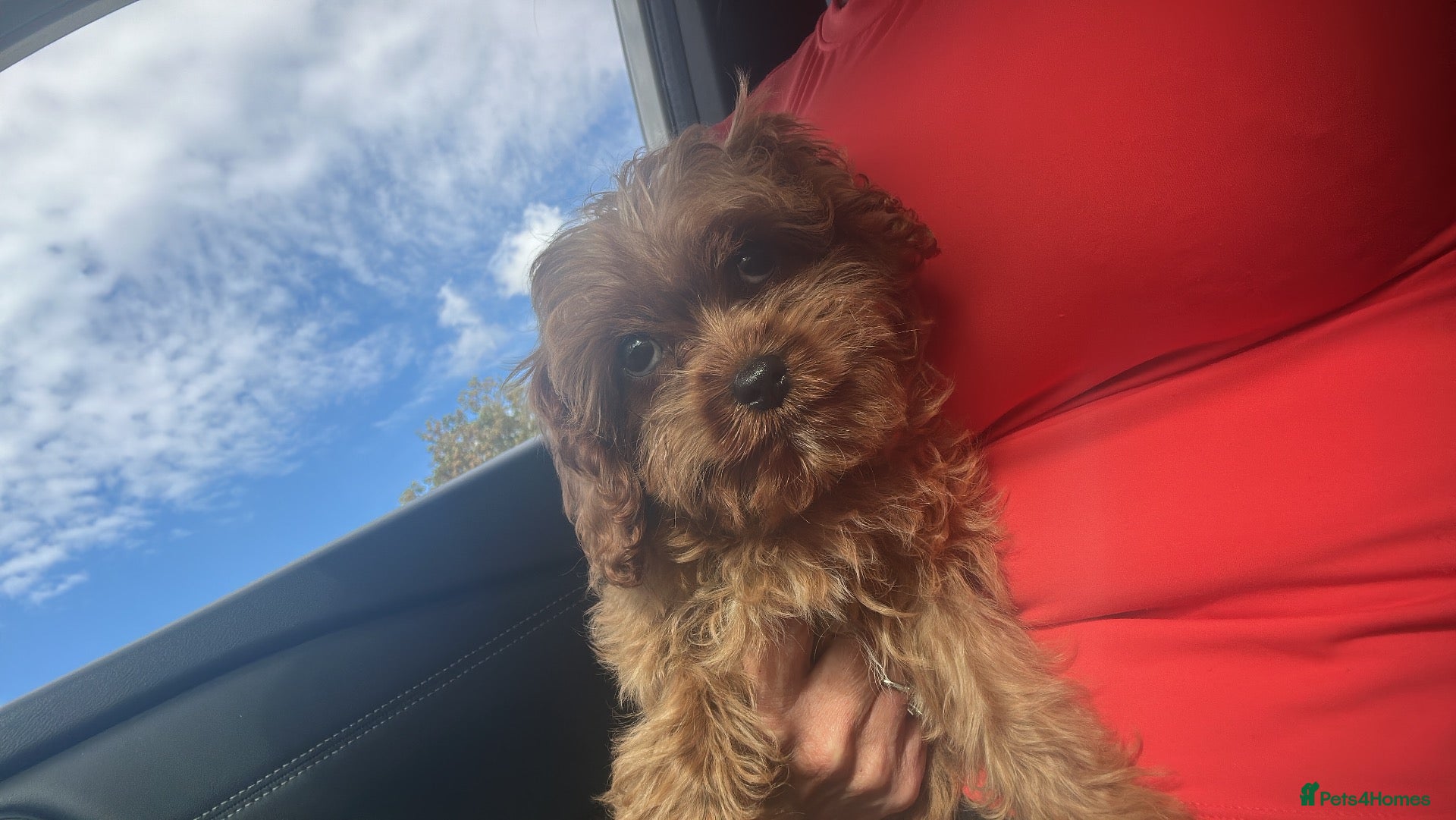 Cavapoo dogs Health tested fox red f1 Cavapoo  - Advert 4