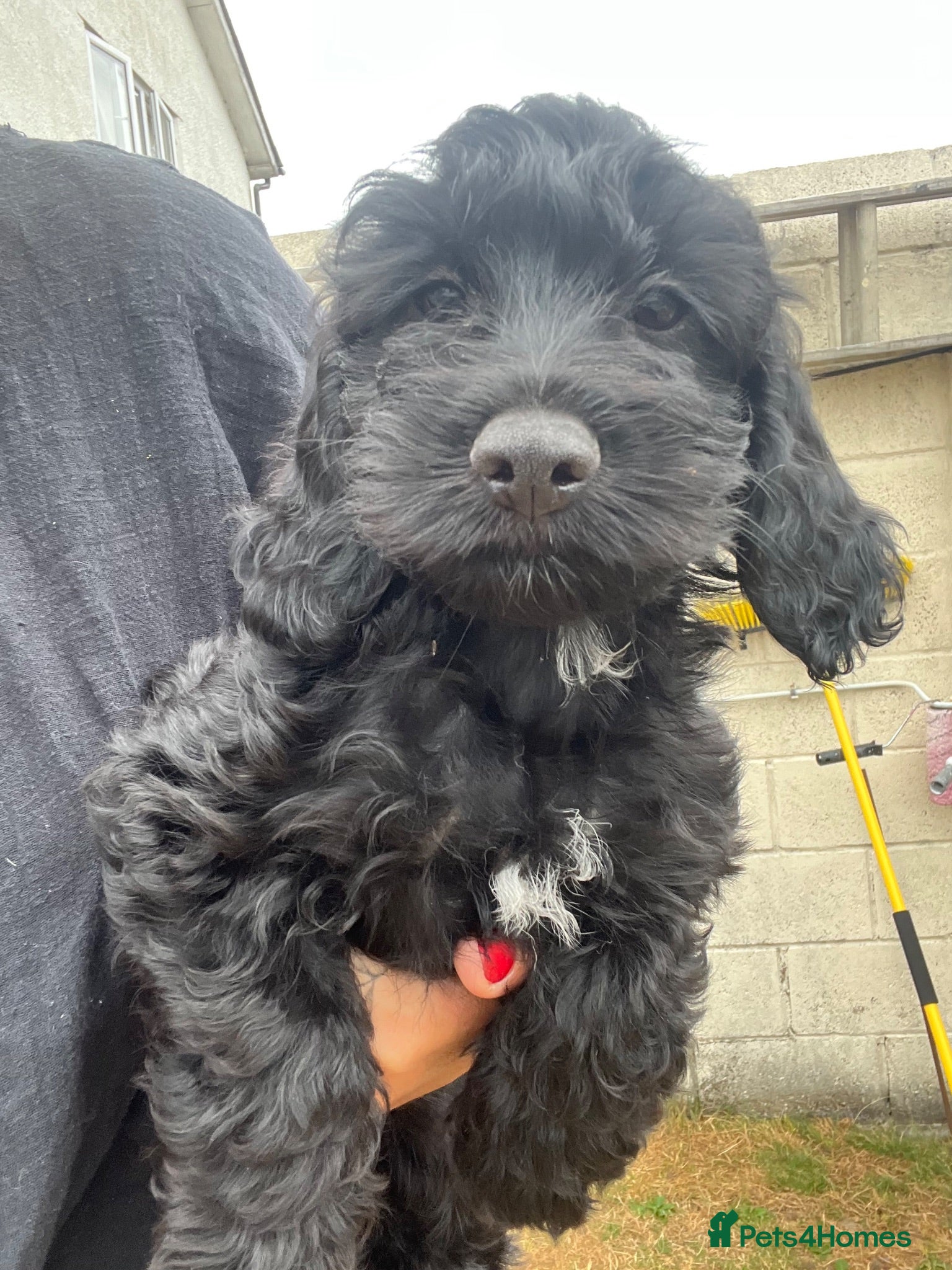 Cockapoo dogs Last girl! Beautiful f1 cockapoo  - Advert 1