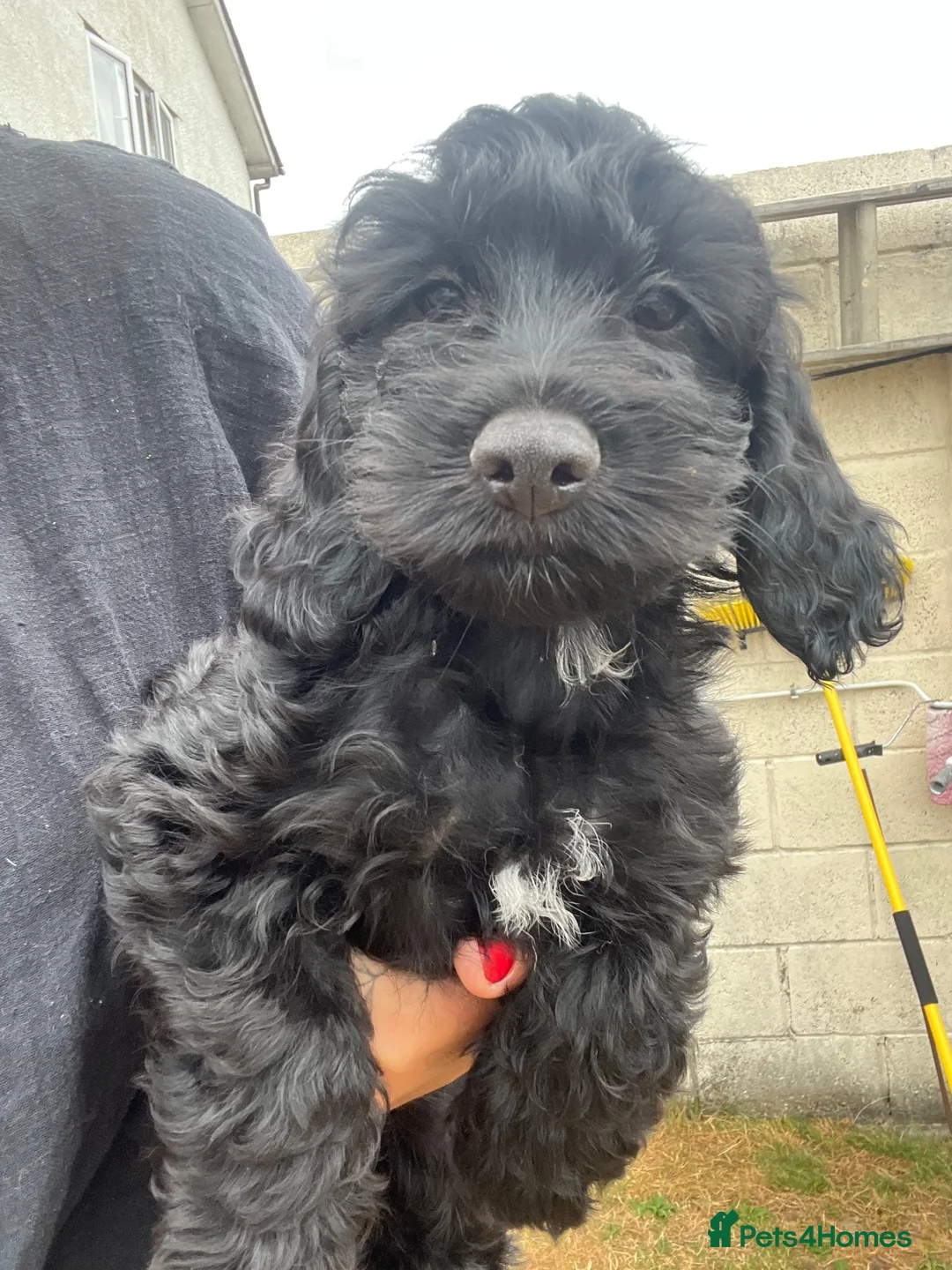Cockapoo dogs for sale: Last girl! Beautiful f1 cockapoo  - Advert 1