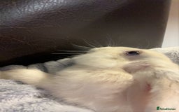 Mini Lop rabbits for sale: cappuccino female rabbit hutch included  - Image 1