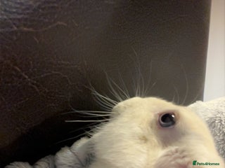 Mini Lop rabbits for sale - Advert 1