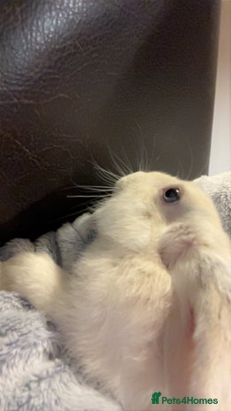 Mini Lop rabbits - Advert 1