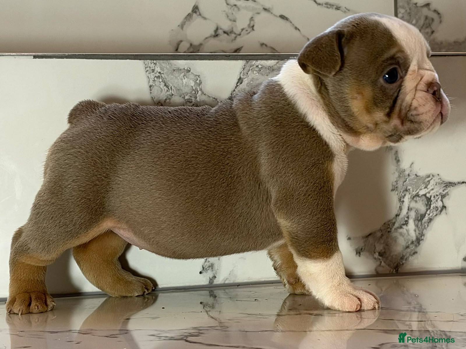 English Bulldog dogs KC English Bulldogs - stunning & health tested - Advert 17