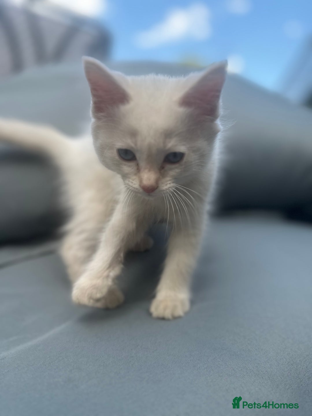 Ragdoll cats for sale: Ragdoll kitten  - Image 20