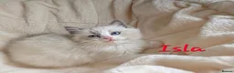 Ragdoll cats for sale:  Ragdoll Kittens FromChampionLines/licence breeder - Advert 5