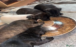 Mixed Breed dogs for sale: Staffordshire cross puppies  - Image 13