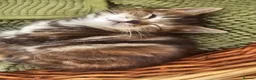 Mixed Breed cats for sale: Two adorable long fur kittens for sale in Telford - Advert 3