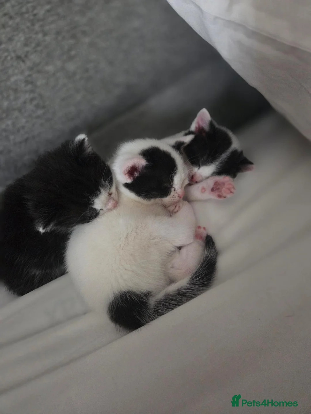 British Shorthair cats for sale: Gorgeous kittens - Advert 15