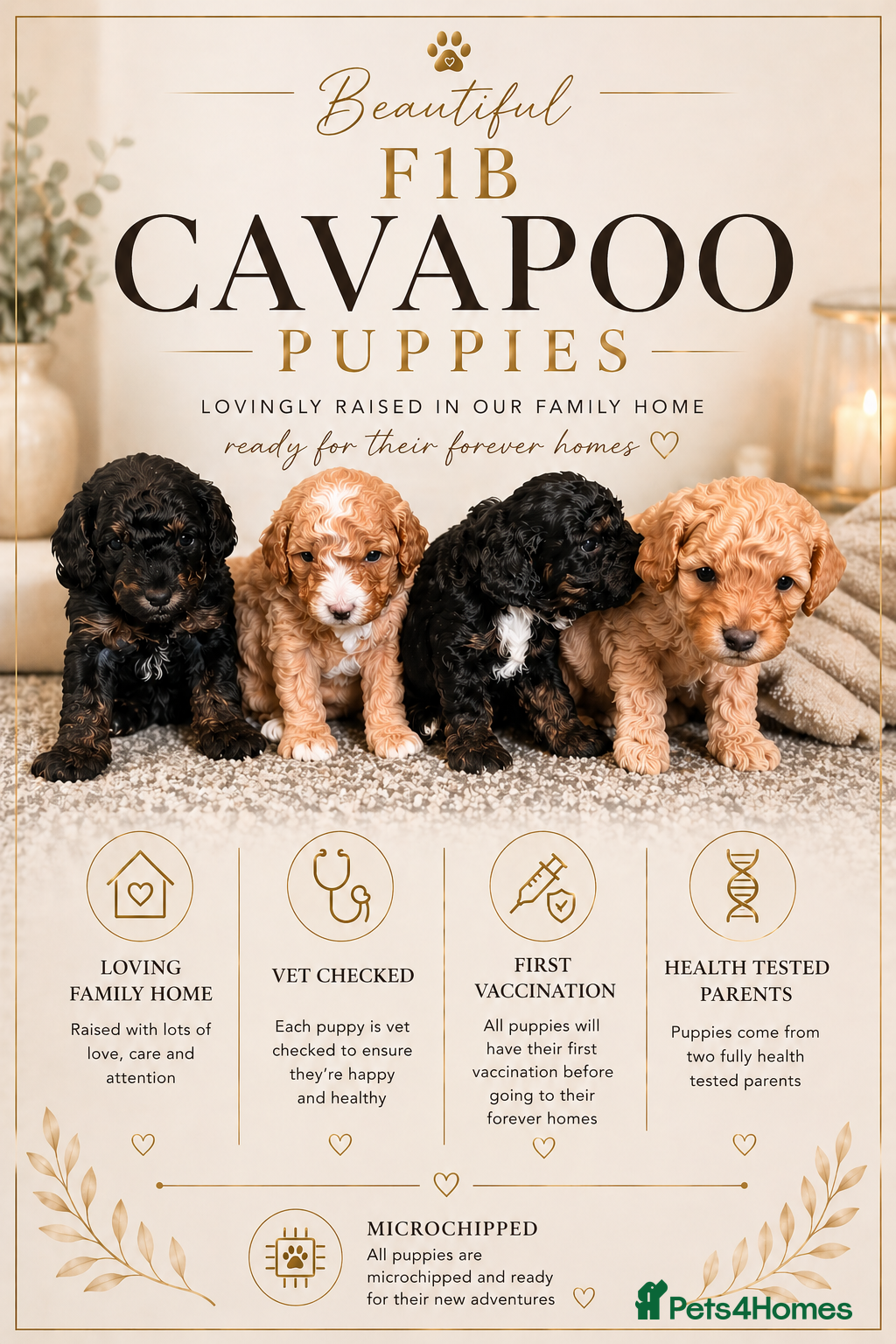 Cavapoo dogs Beautiful F1b Cavapoo's Health Tested Parents - Advert 1