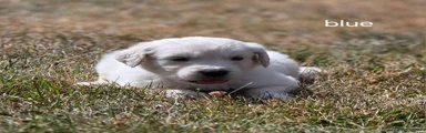 Golden Retriever 3