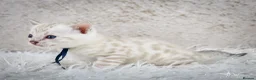 Bengal cats for sale: Stunning Silver Snow ❄️ Bengal Kittens  - Advert 33