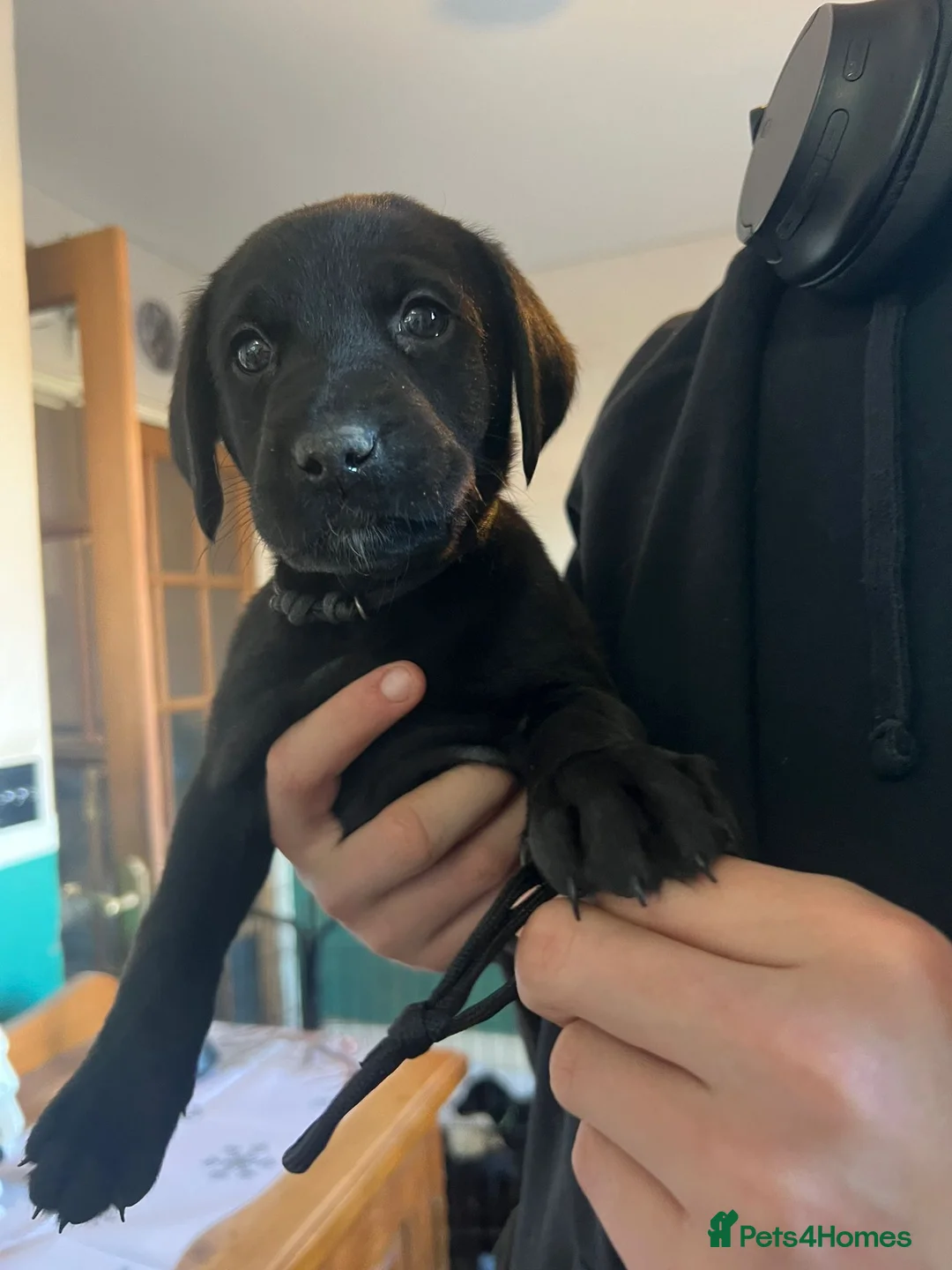 Mixed Breed dogs for sale: Labrador retriever cross - Advert 18