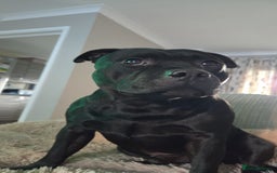 Staffordshire Bull Terrier dogs for sale: Staffordshire Bull Terrier Puppies for Sale - Advert 2