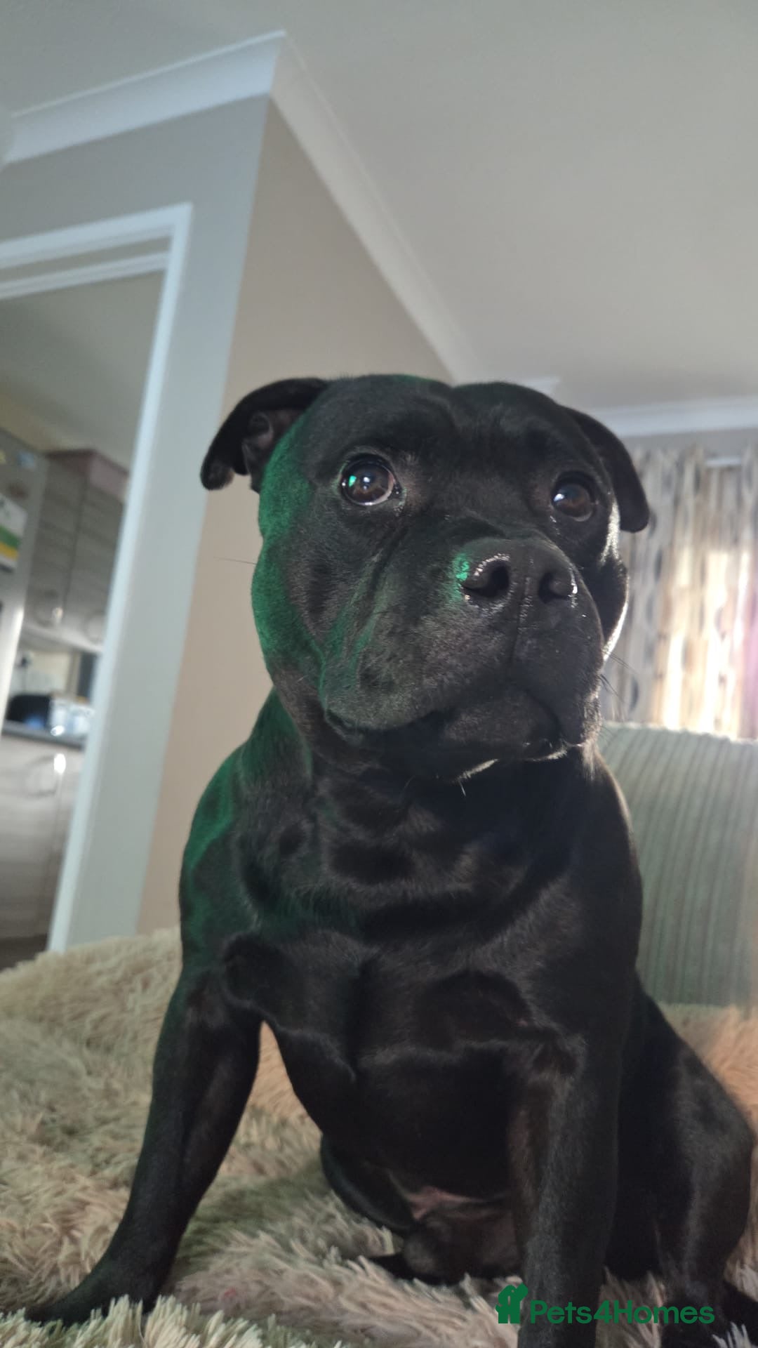 Staffordshire Bull Terrier dogs for sale: Staffordshire Bull Terrier Puppies for Sale - Advert 2