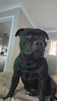 Staffordshire Bull Terrier dogs Staffordshire Bull Terrier Puppies for Sale - Advert 2