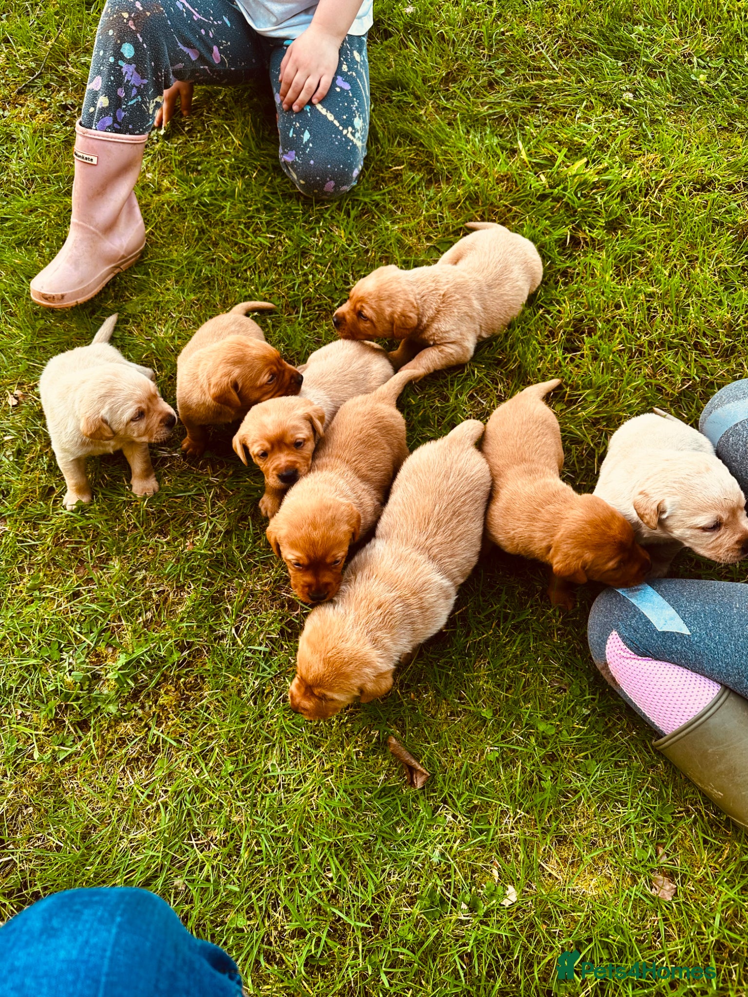 Labrador Retriever dogs Stunning fox red labrador puppies for sale - Advert 2