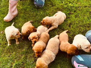 Labrador Retriever dogs Stunning fox red labrador puppies for sale - Advert 2