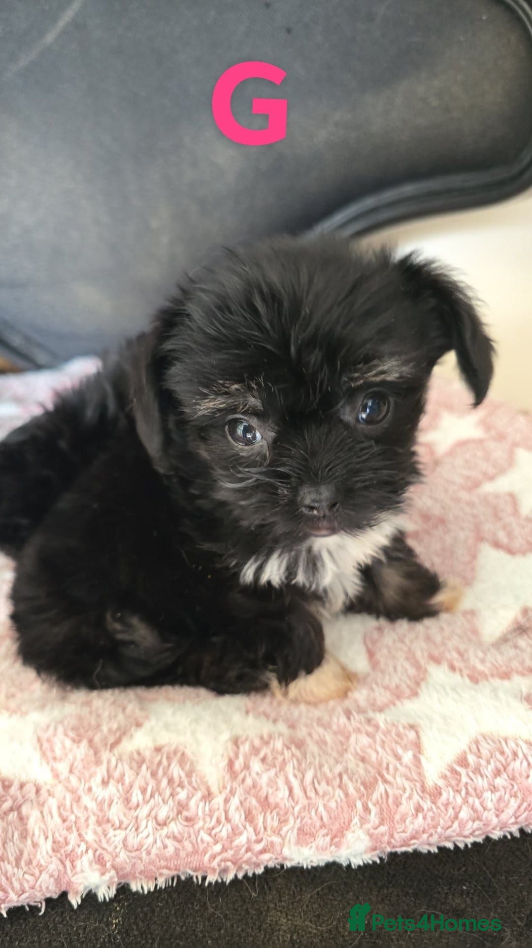 Mixed Breed dogs Chihuahua x Yorkshire terrier x shih tzu  - Advert 2