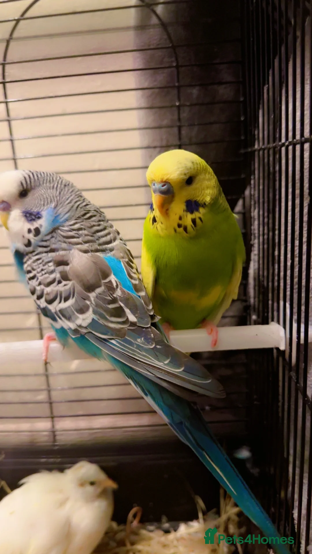 Mixed Breed birds for sale: budgie in Newmarket - Advert 5