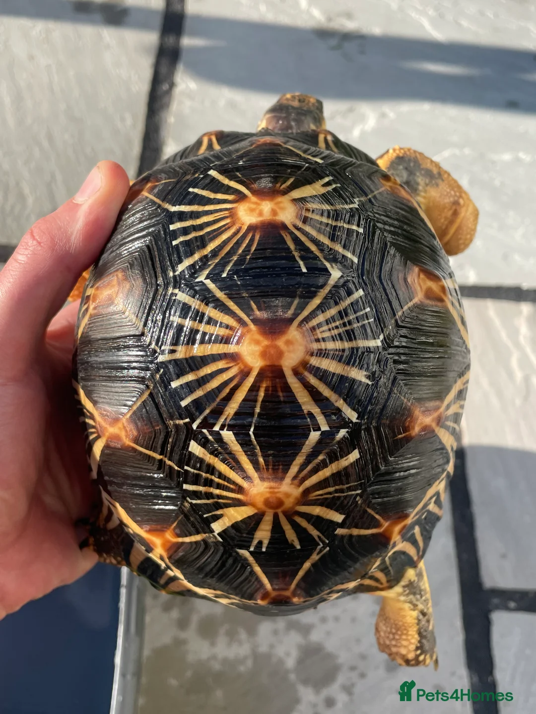 Tortoise reptiles for sale: Pair of Radiateds Tortoises - Advert 2