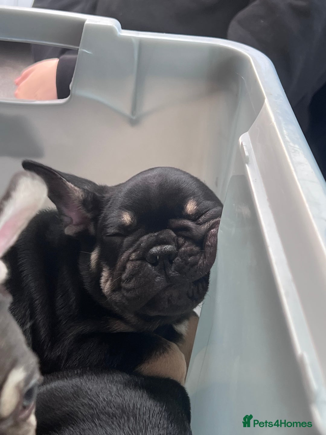 French Bulldog dogs for sale: READY NOW!!! Gorgeous Puppies - Image 32