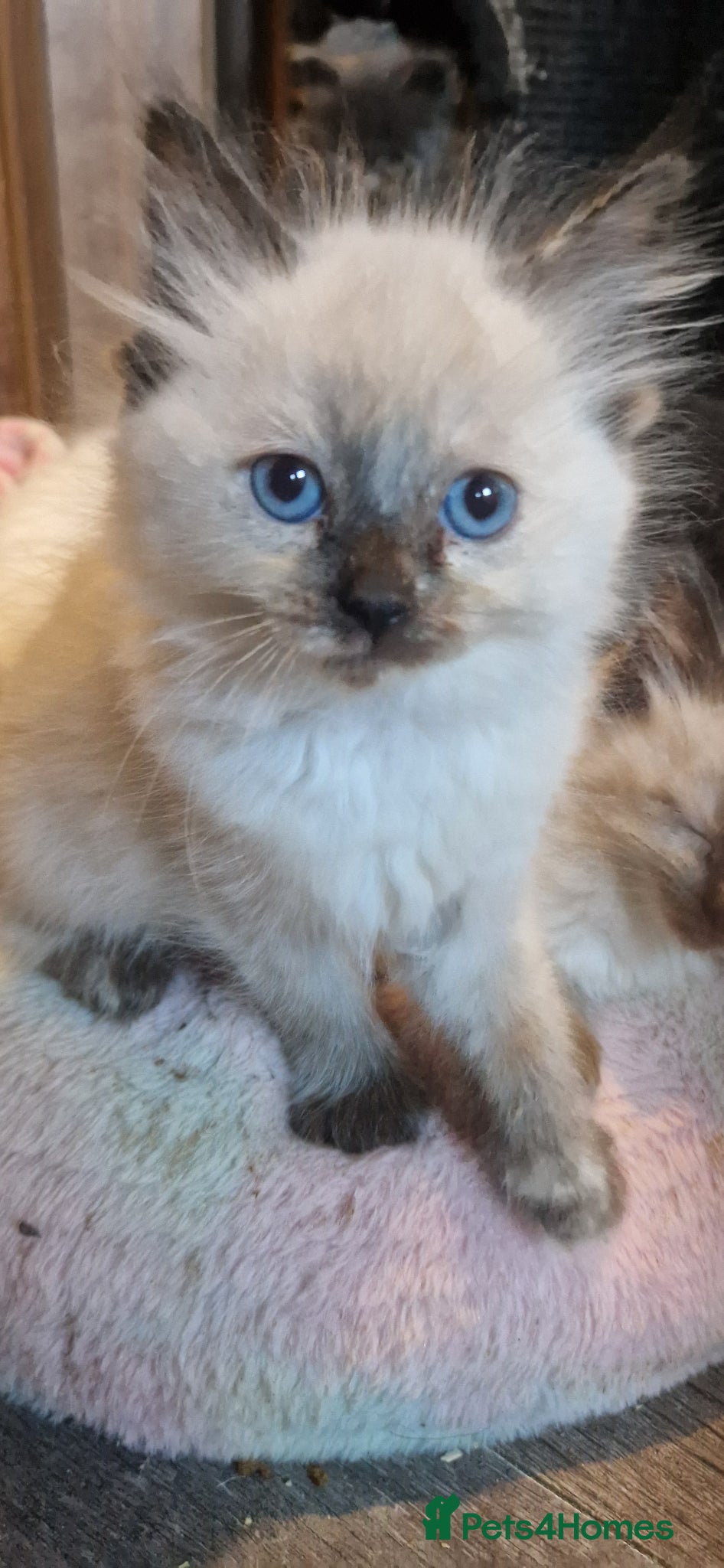 Ragdoll cats Ragdoll kittens ready to leave - Advert 6