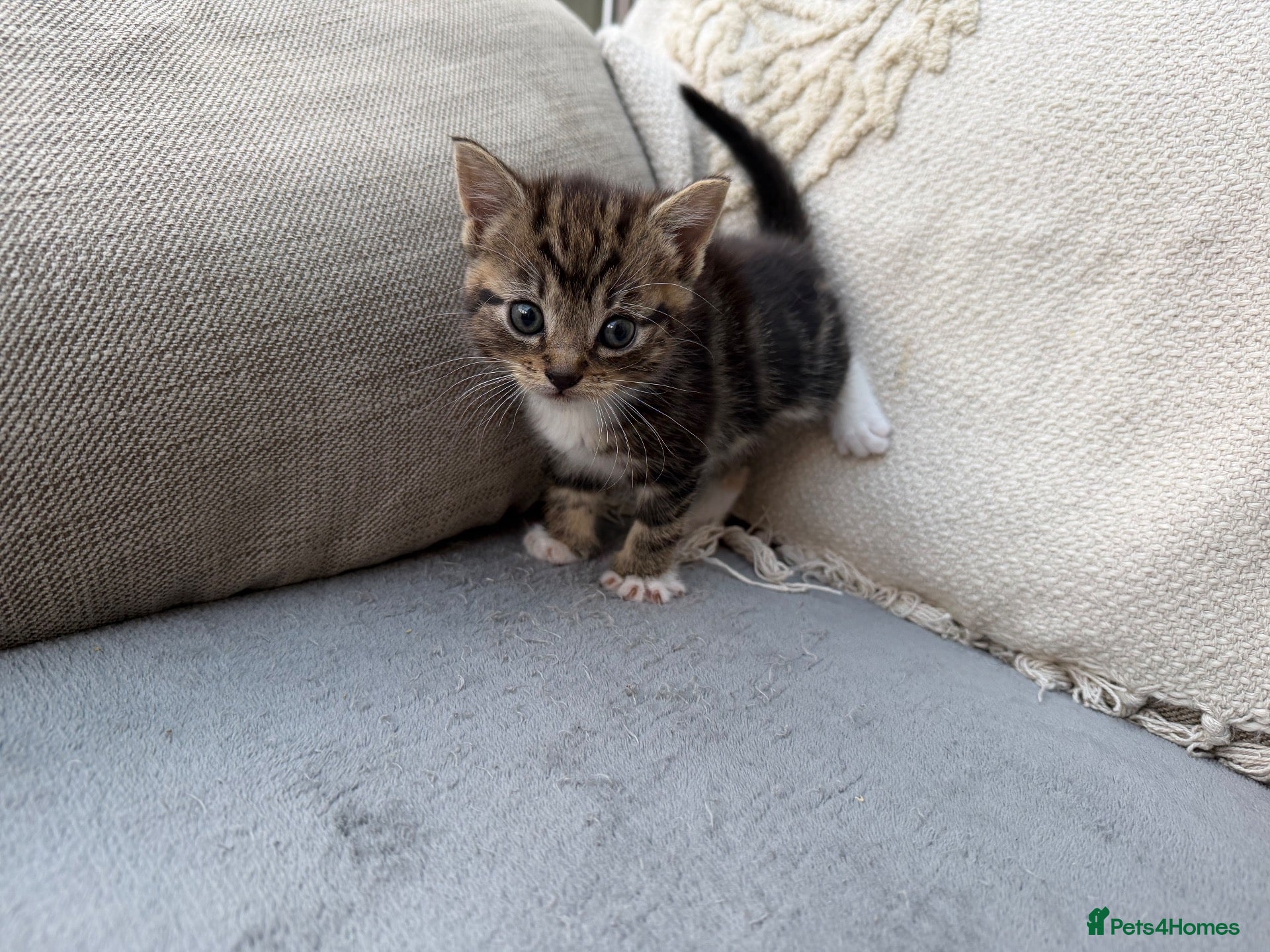 Mixed Breed cats Friendly Kittens Looking for Loving Homes - Advert 11