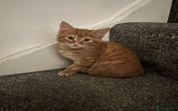 Mixed Breed cats for sale: Kittens - Image 13