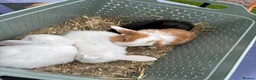 Mini Lop rabbits for sale: Pure breed Mini Lops  - Advert 26