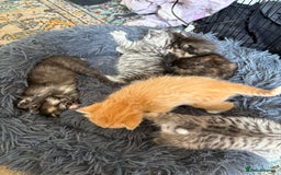 Bengal cats for sale: Beautiful half bengal kittens  - Image 23