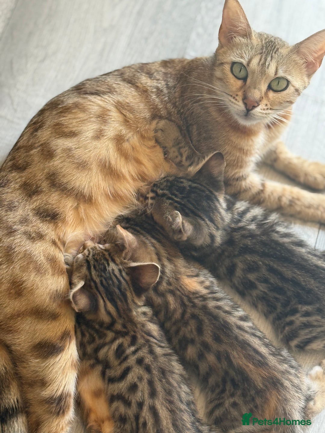 Mixed Breed cats for sale: Cutest Bengal X Kittens nearly ready to go!! - Image 12