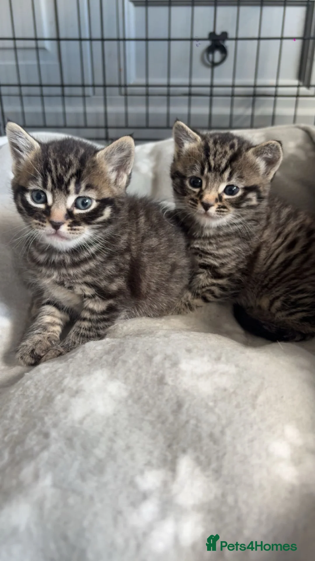 Mixed Breed cats for sale: Tabby kittens  in Norwich - Advert 2