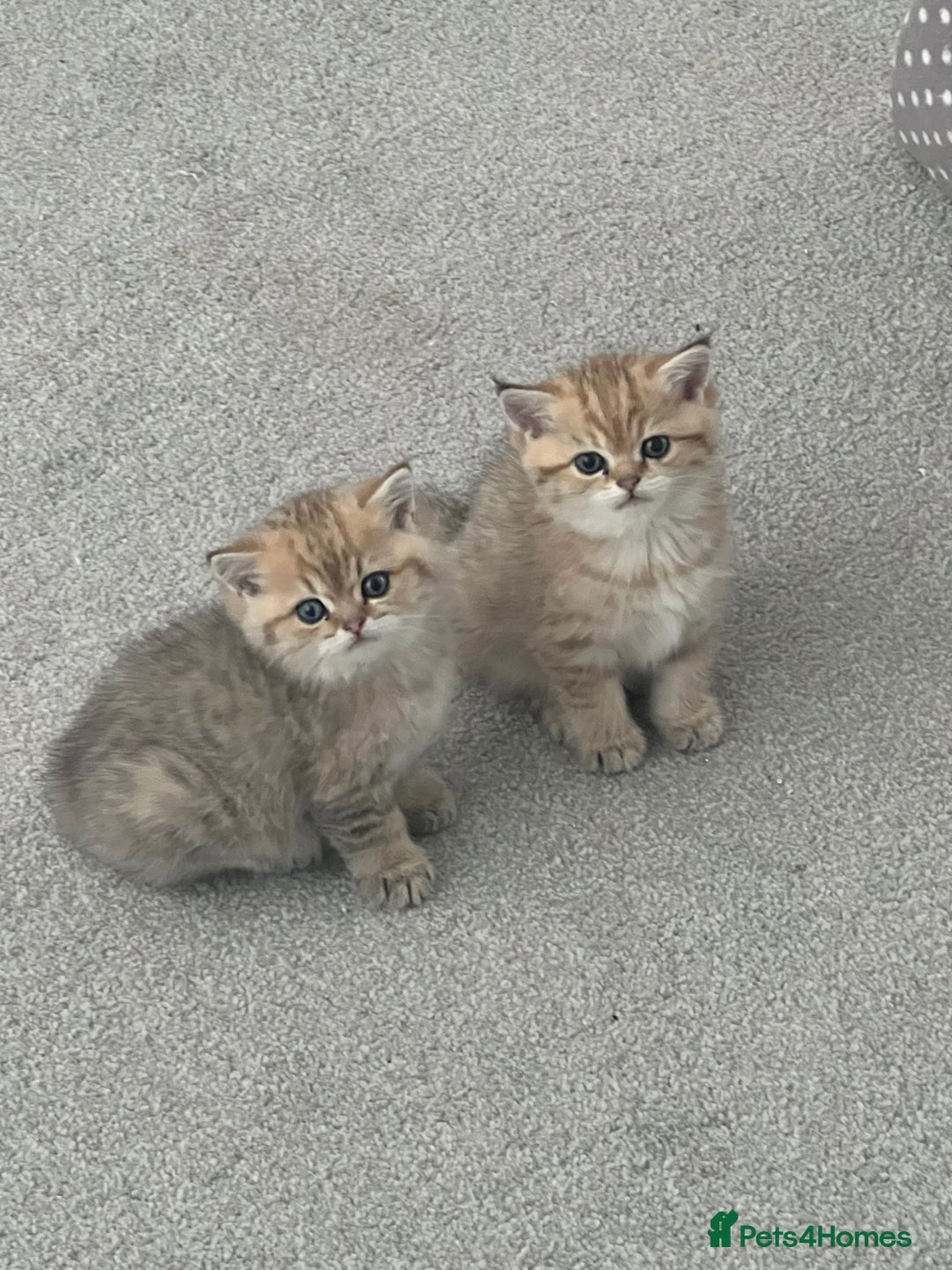 British Shorthair cats for sale: Two golden British Shorthair females - Advert 3