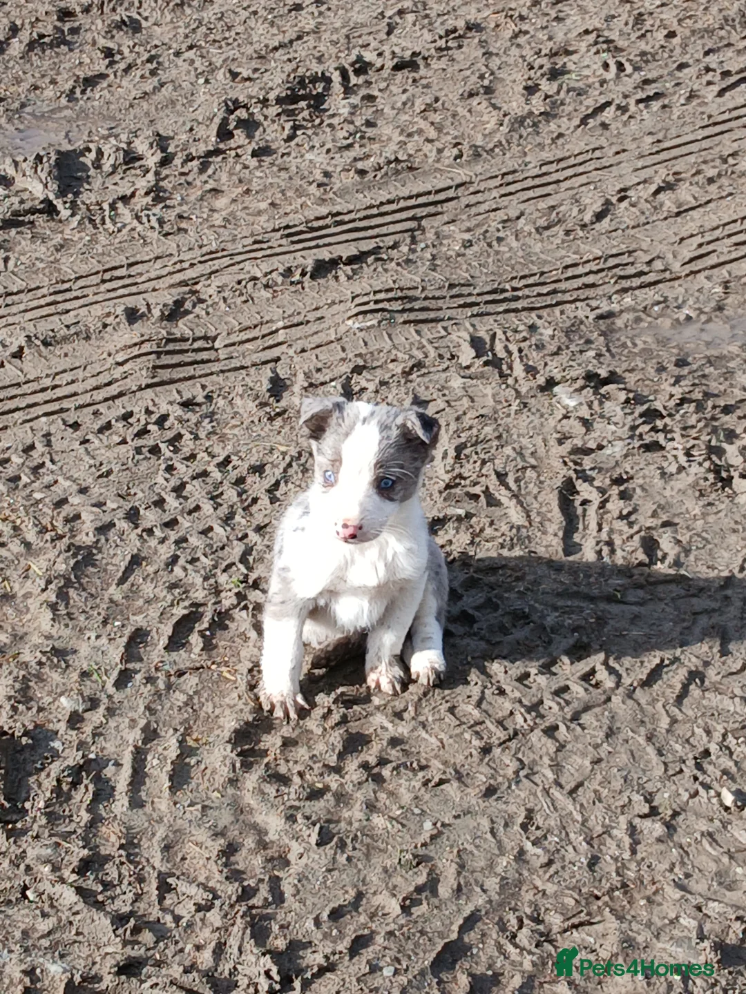 Border Collie dogs for sale: Blue merl border collies - Advert 6