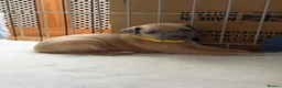 Italian Greyhound dogs for sale: 3/4 Italian Greyhound & 1/4 Whippet Puppies - Advert 14